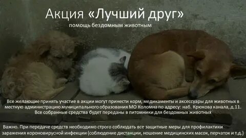 Группы помощи бездомным животным