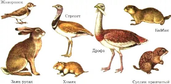 Кто живет в степи животные. Животный мир Степной зоны России. Животные степекй. Степные животные названия. Типичные обитатели степей.