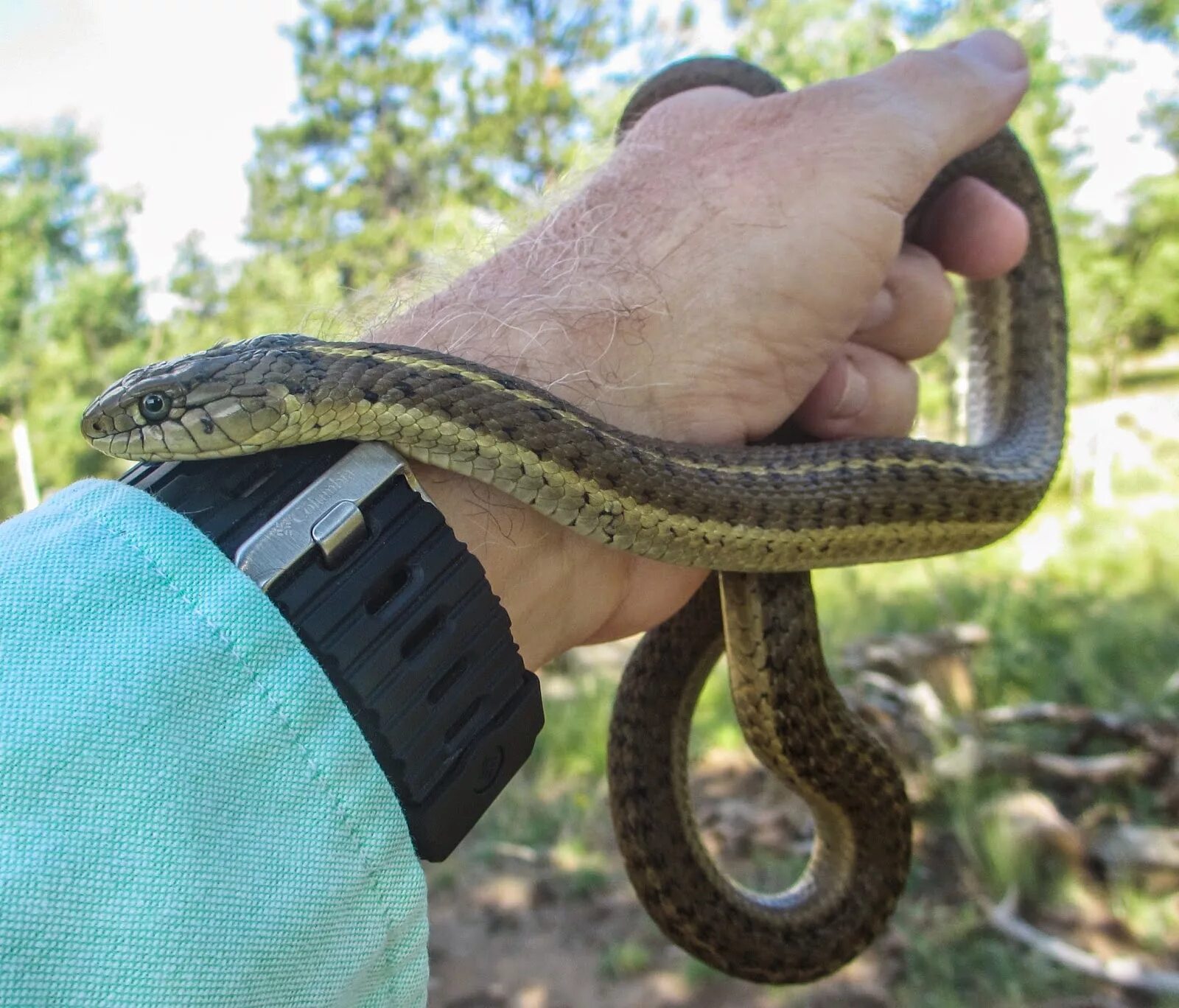 Подвязочная змея (Thamnophis sirtalis). Западная подвязочная змея (Thamnophis elegans).. Garter Snake змея. Полозы Ужеобразные.