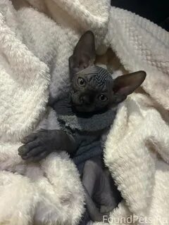 Котенок мальчик сфинкса