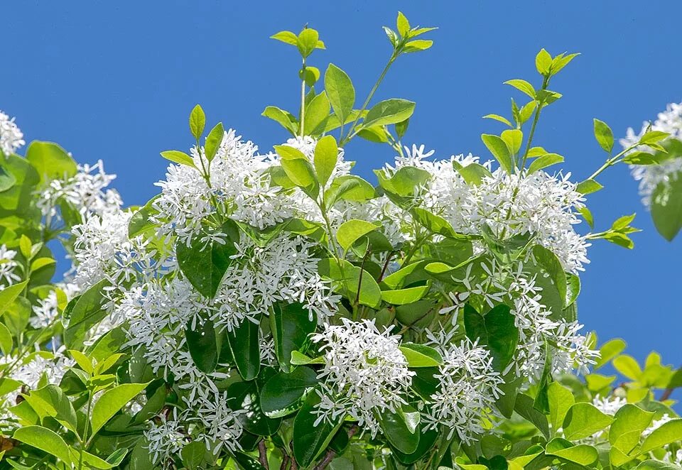 Снежноцвет. Хионантус (Снежноцвет). Хионантус виргинский. Снежноцвет виргинский. Кустарник Снежноцвет виргинский.