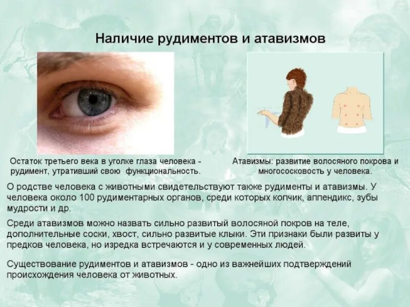 Дайте определение рудиментам приведите примеры Photos ЧТО ТАКОЕ РУДИМЕНТ ПРИВЕДИТЕ ПРИМЕРЫ РУДИМЕНТОВ ЧЕЛОВЕКА
