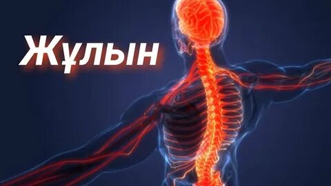 Человеческий п