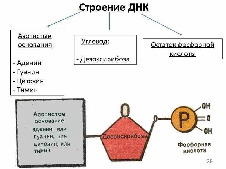 Строение АТФ 1. азотистое основание 2. углевод 3.кислота. Строение ДНК азотистые основания. Строение молекулы ДНК азотистые основания углевод. Строение нуклеотида ДНК.