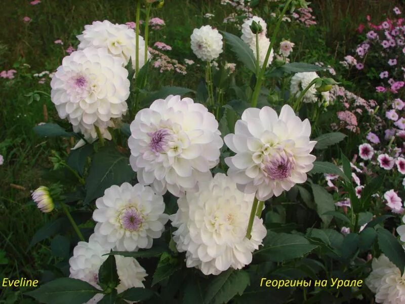 Георгины Эвелин/Eveline С5/7,5