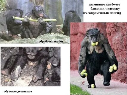 Человек и шимпанзе относятся к разным