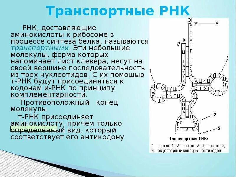 Транспортная РНК. Синтез транспортной РНК. ТРНК. Характеристика ТРНК.