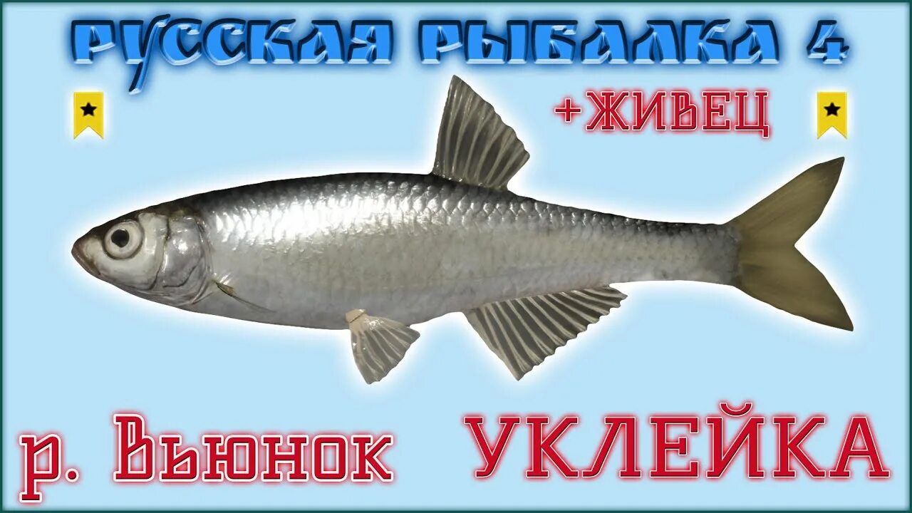 Русская рыбалка 4 уклейка. Уклейка рр4. Трофейная уклейка. Уклейка рр4 вырезанная.