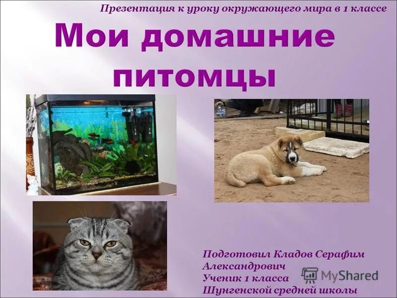 Окружающий мир про животных 1 класс