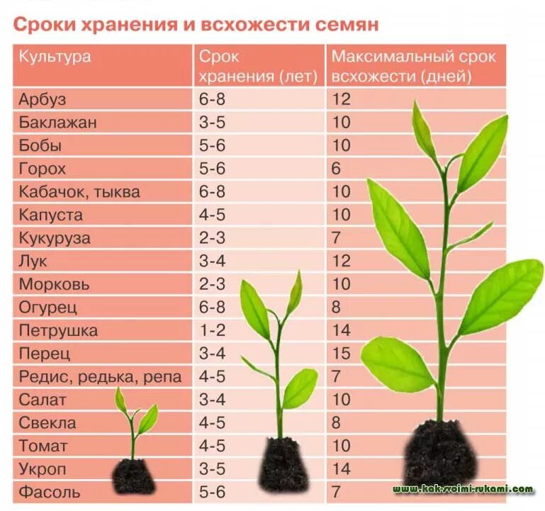 Сколько можно расти. Температура прорастания семян таблица. Таблица всхожести семян. Сроки всхожести семян. Сроки прорастания семян.