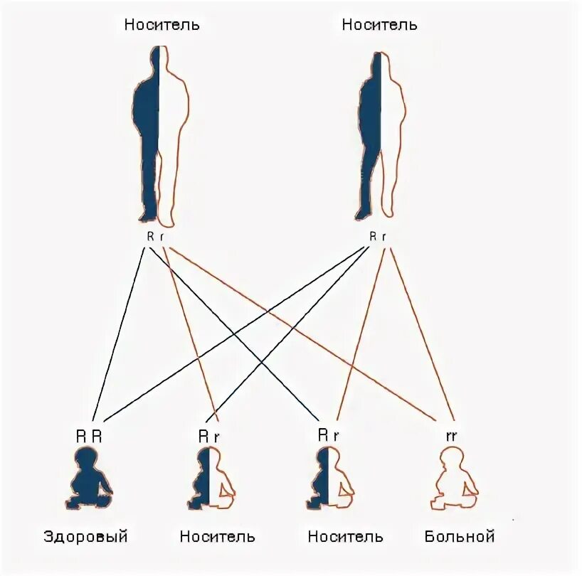 Фенилкетонурия нарушение аминокислотного обмена наследуется как рецессивный. Наследование фенилкетонурия тип наследования. схема наследования фенилкетонурии. тип наследования фенилкетонурии. фку фенилкетонурия тип наследования.