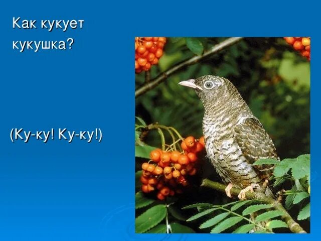 Кукушка кукует. Как кукует Кукушка. Кукует самка или самец кукушки. Кукушка ку ку.