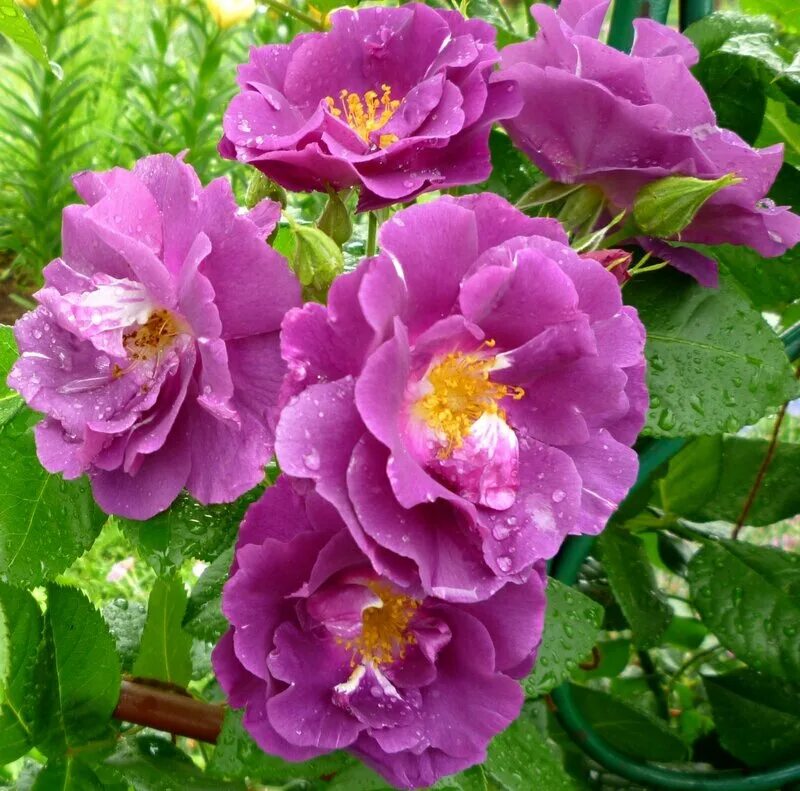 Сорт рапсодия. Сорт рапсодия. Клематис гибридный рапсодия. Сорт рапсодия. Сорт рапсодия.