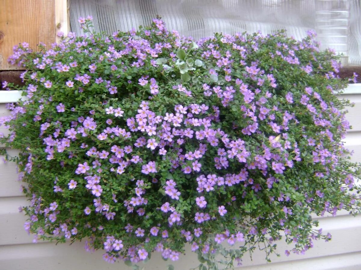 Бакопа double indigo. Бакопа ампельная. Бакопа индиго блю. Бакопа ампельная махровая. Бакопа ампельная белая.