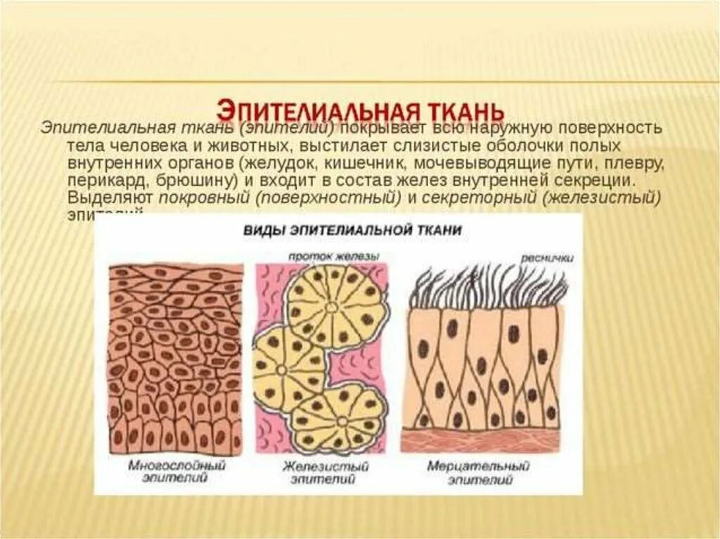 Какие функции выполняет эпителий. Эпителиальная ткань строение рисунок. Строение покровной эпителиальной ткани. Покровный эпителий строение. Строение клетки эпителиальной ткани.