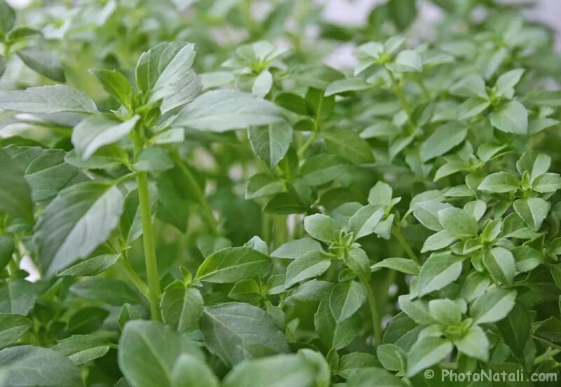 Базилик на турецком. Базилик кубинка. Базилик парфюм биотехника. Райхон базилик. Базилик мятолистный камфорный.