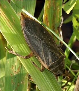 Belostomatidae