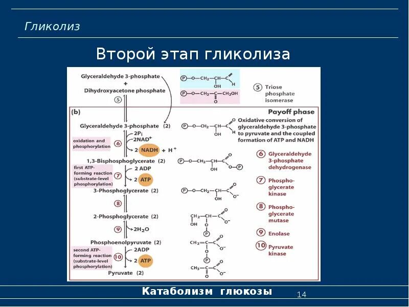 Общая схема гликолиза биохимия. Образование эндогенной воды биохимия. Биохимия 10 класс. Шапиро биологическая химия. Биохимия 10 класс.