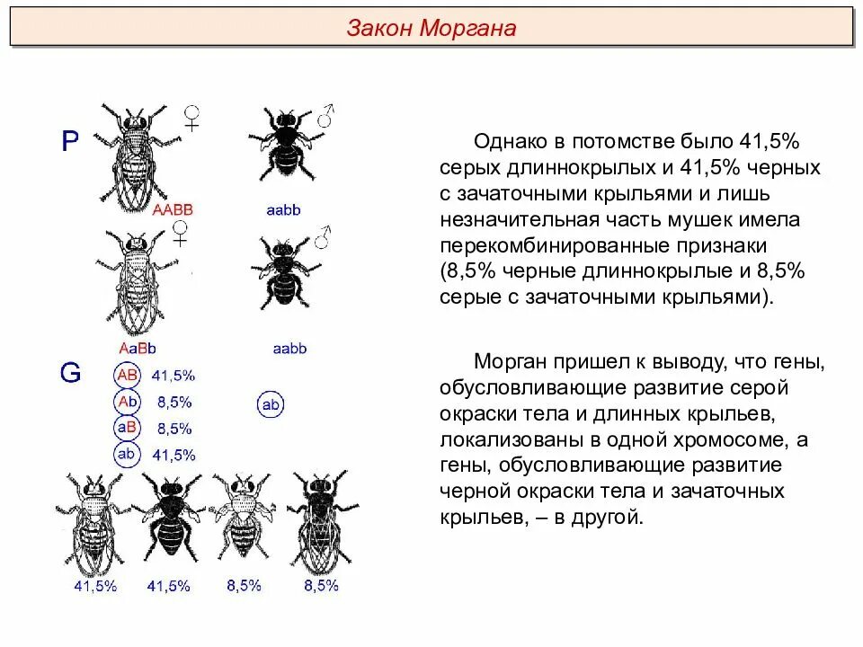 Сцепленное наследование по закону т.Моргана. Закон Моргана о сцепленном наследовании. Закон сцепленного наследования пример. Сцепленное наследование признаков закон Моргана Перекрест. Теория сцепленного наследования