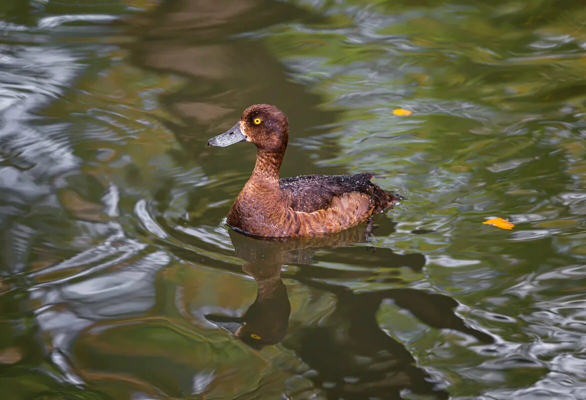 Утка бежит марафон. Утка света. Утка на бат. Дикие утята. Желтая уточка.