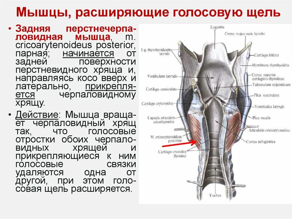 Мышцы, суживающие просвет голосовой щели. Мышцы гортани суживающие голосовую щель. Мышцы аддукторы гортани. Мышцы суживатели голосовой щели. Мышцы голосовых связок