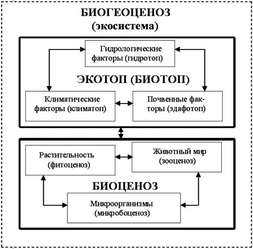 Основные структурные компоненты биогеоценоза. Структура экологической системы схема. Структура экосистемы схема. Схема функциональной структуры биогеоценоза. Структура биогеоценоза схема.