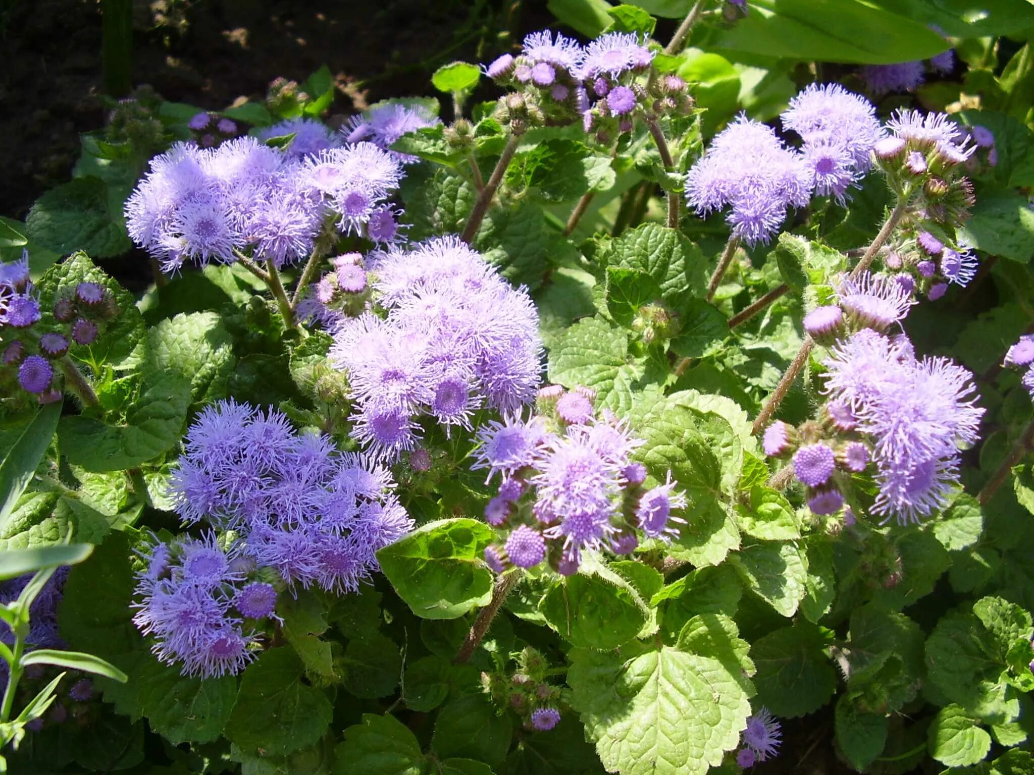 Агератум. Агератум Хоустона (Ageratum houstonianum). Агератум Леда. Агератум голубой.