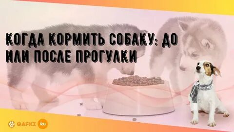 А кормить когда будут