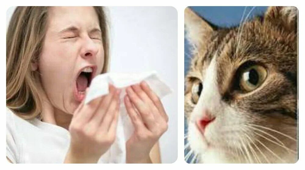 Аллергия на кошек. Аллергия на кошек симптомы. Аллергия на шерсть кошек симптомы. Аллергия на шерсть кошек у человека.