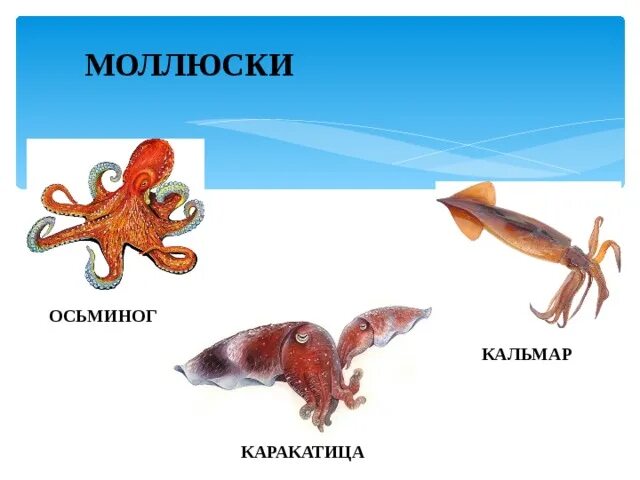 Головоногие моллюски. Кальмар осьминог каракатица. Головоногие представители. Кальмар и каракатица отличия.