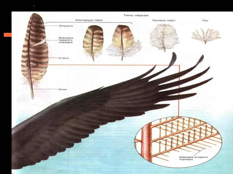 Естественный процесс смены шерстного и перьевого покрова. Типы перьев птиц биология 7 класс. Перьевой Покров птиц 7 класс. Маховое перо строение. Перьевой Покров птиц схема.