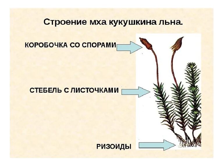 Строение мха Кукушкин лен. Строение гаметофита кукушкиного льна. Строение МЗА кукушкинлен. Мох Кукушкин лен споровые растения.