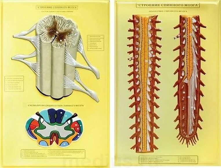 Барельефная модель спинной мозг. Оболочка спинного мозга атлас. Спинной мозг анатомия человека. Спинной мозг животных анатомия.