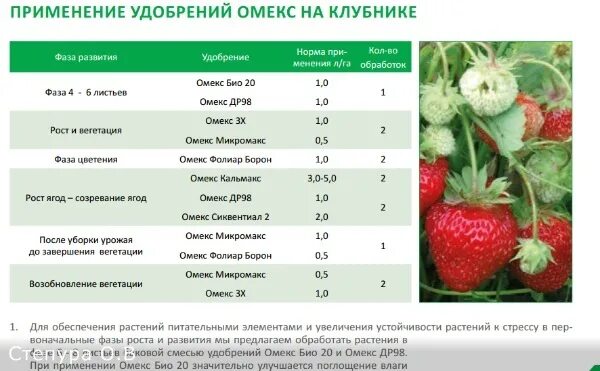 Можно ли подкармливать клубнику мочевиной. Схема подкормок земляники минеральными удобрениями. Таблица внесения удобрений для клубники. Схема удобрения клубники минеральными удобрениями. Схема удобрение земляники.