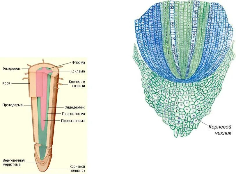 Корневой чехлик покрыт корневыми волосками. Образовательная ткань корня чехлик. Апикальная меристема в кончике корня. Образовательные ткани меристемы. Верхушечная меристема корня.
