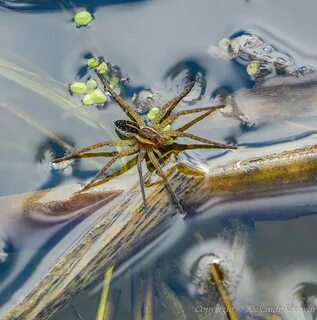 Водомерки в бассейне