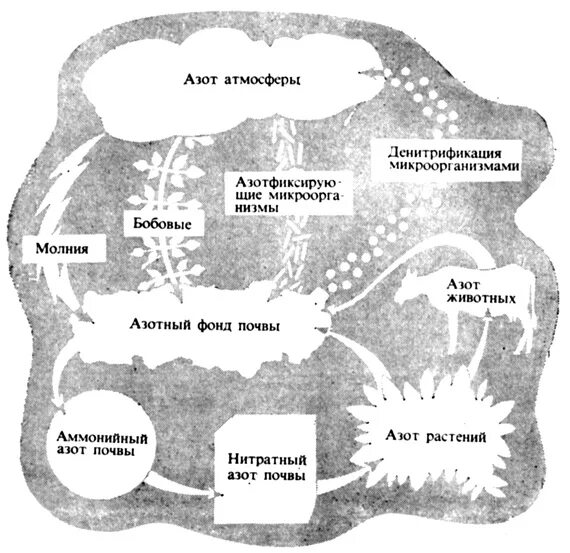 Фиксация азота комплекс. Накопление азота. Биологическая фиксация азота. Азот в почве.