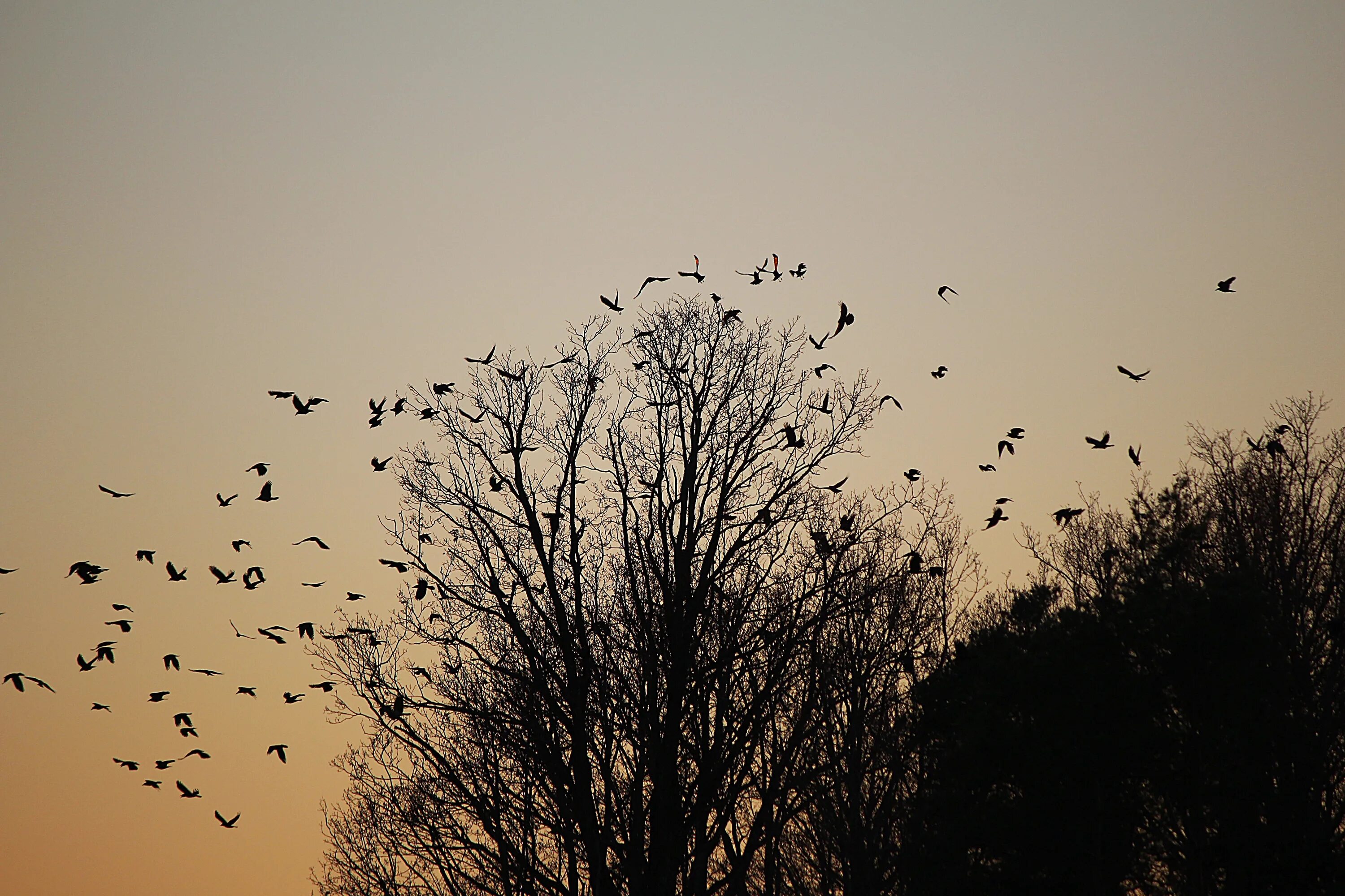 Flock of birds. Стая птиц. Стая ворон. Вороны в небе. Птицы улетают.