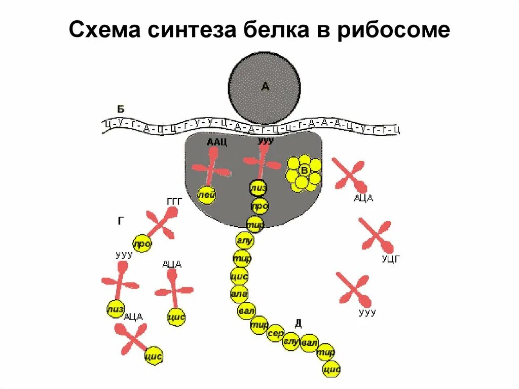 Синтез белка простейших. Схема синтеза белка в рибосоме трансляция. Трансляция Биосинтез белка на рибосоме. Рибосомальный Синтез белка. Схема синтеза белка в рибосоме.