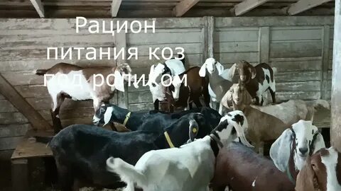 Усадьба коза