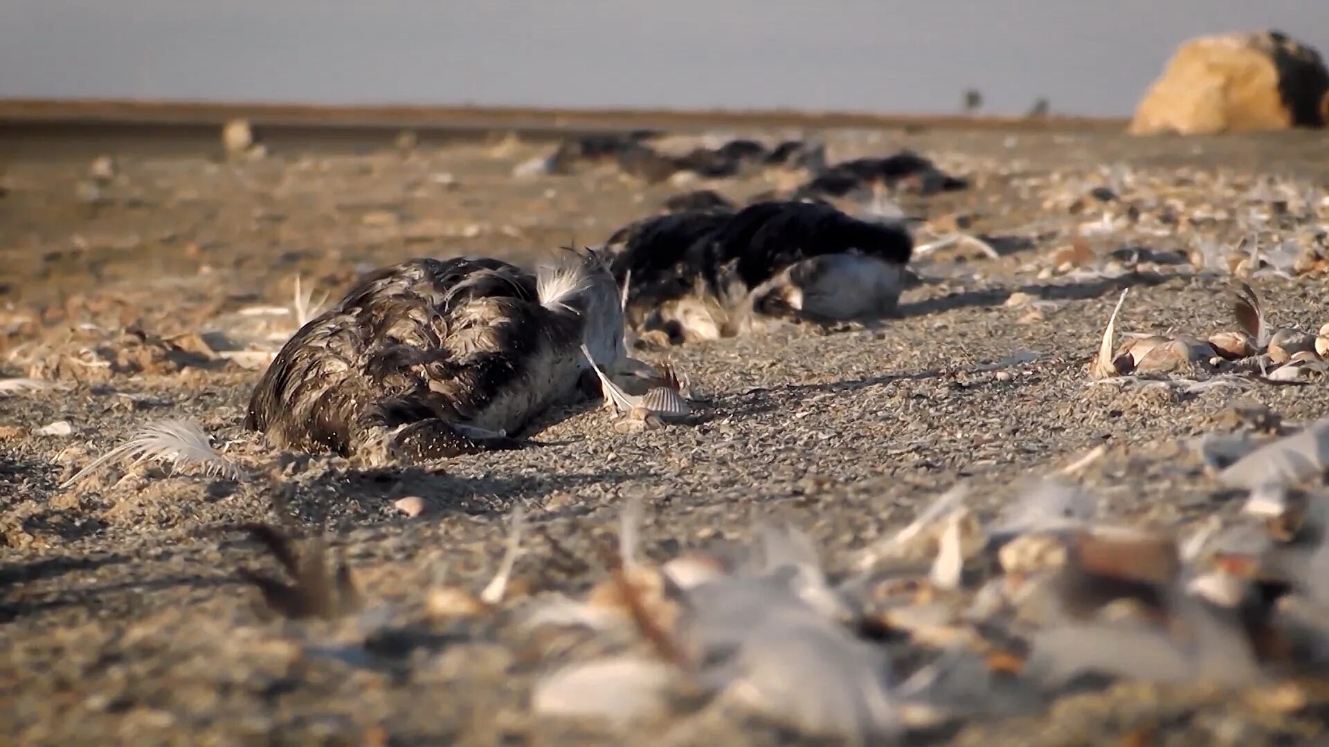 Массовая гибель птиц на Ставрополье. Массовая гибель птиц в Краснодарском крае. Массово гибнут