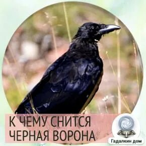 Сонник приснился ворона