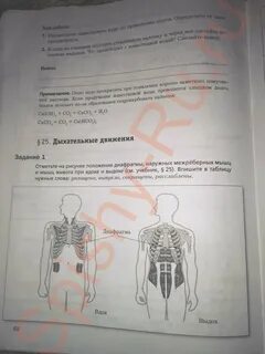 Биология 8 класс страница 29