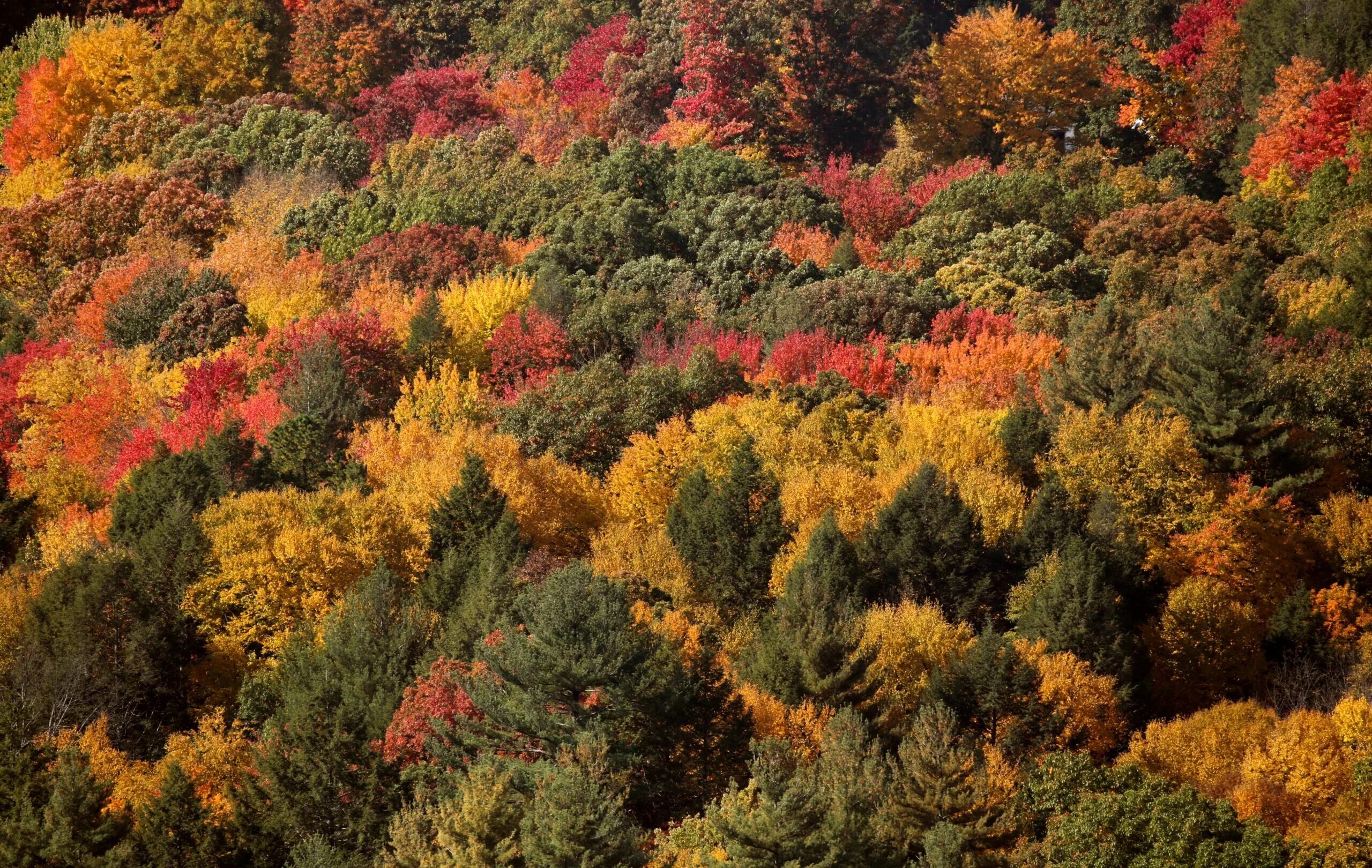 In autumn it is often. New England foliage. Новый лес Англия. Foliage. Puma Fall foliage.