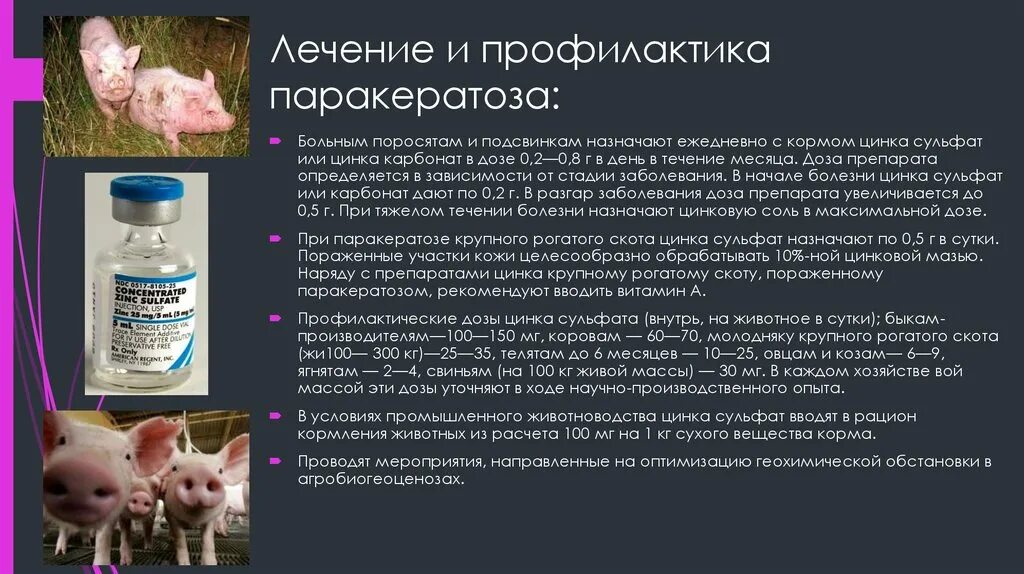 Соль свиньям