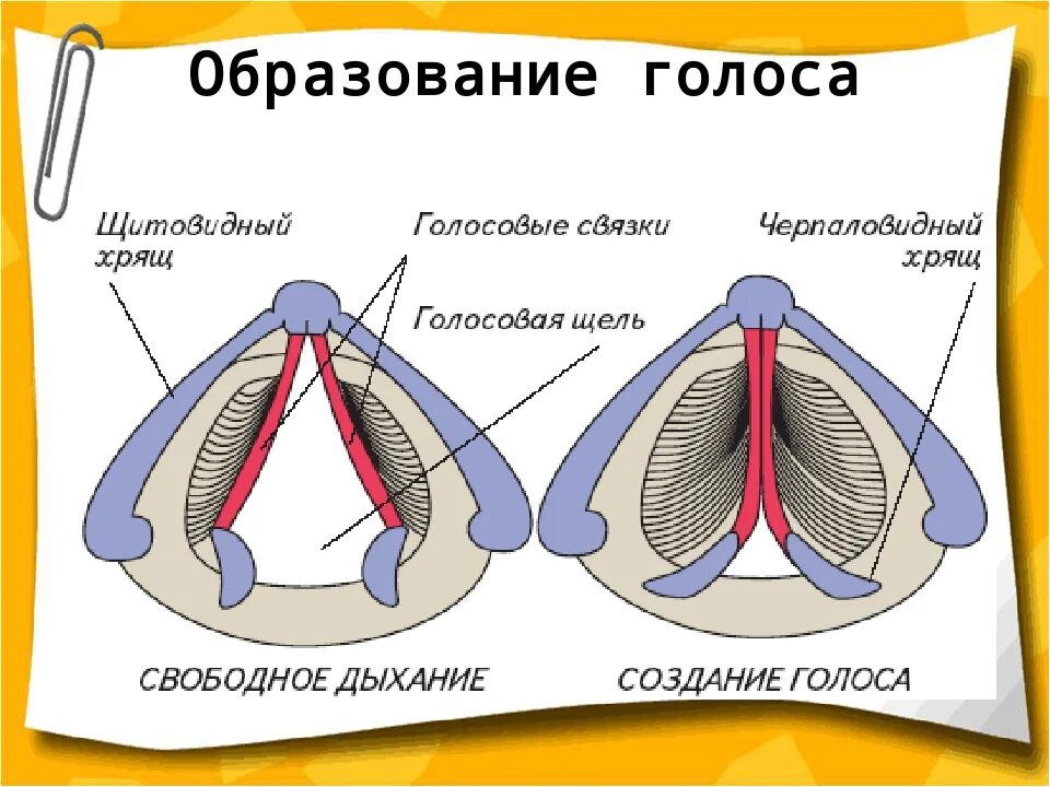 Удаление голосовых связок у собаки. Голосовые связки у собак. Голосовые связки у собаки анатомия. Отрезание голосовыхсвязок. Подрезание голосовых связок у собак.