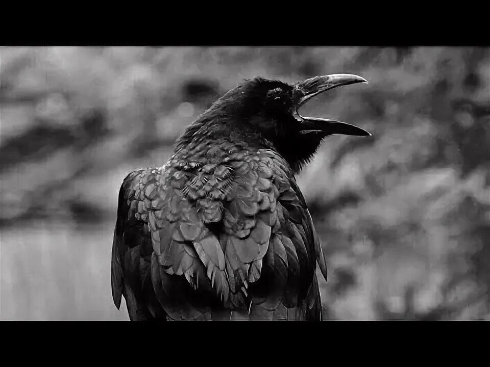 Мистический ворон. Красивый черный ворон. Вороны налетели черные песня. Вороны налетели черные песня. Вороны кружат.