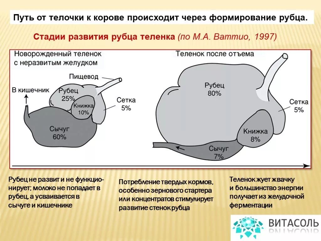 Не работает рубец