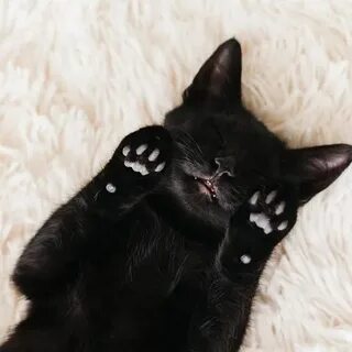 Сон черный котенок