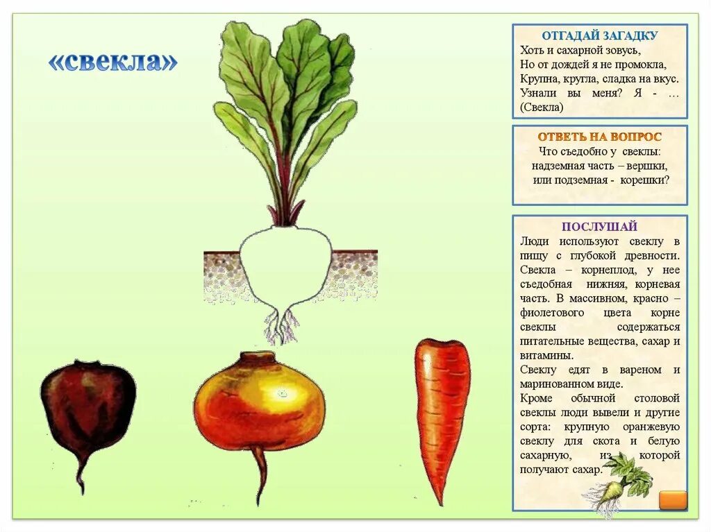 Цель игры загадки. Игра вершки и корешки. Игра вершки корешки для детей 3-4 лет. Вершки и корешки игра для детей. Карточки вершки и корешки.